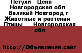 Петухи › Цена ­ 500 - Новгородская обл., Великий Новгород г. Животные и растения » Птицы   . Новгородская обл.